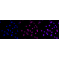 LifeSab™ Histone H3 (di methyl K79) Rabbit mAb (20 μl)