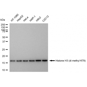 LifeSab™ Histone H3 (di methyl K79) Rabbit mAb (20 μl)