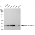 LifeSab™ Histone H3 (acetyl K9) Rabbit mAb (20 μl)