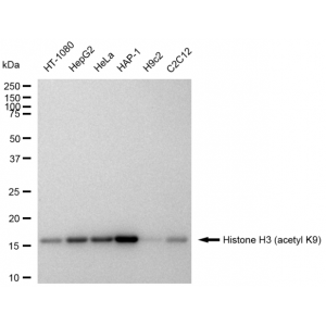 LifeSab™ Histone H3 (acetyl K9) Rabbit mAb (20 μl)