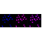 LifeSab™ Histone H3 (mono methyl K9) Rabbit mAb (20 μl)