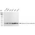 LifeSab™ Histone H3 (mono methyl K9) Rabbit mAb (20 μl)