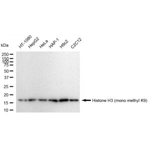 LifeSab™ Histone H3 (mono methyl K9) Rabbit mAb (20 μl)