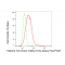 LifeSab™ Histone H3 (mono methyl K14) Rabbit mAb (20 μl)