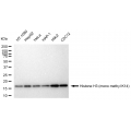 LifeSab™ Histone H3 (mono methyl K14) Rabbit mAb (20 μl)