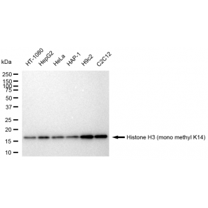 LifeSab™ Histone H3 (mono methyl K14) Rabbit mAb (20 μl)