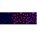 LifeSab™ Histone H3 (di methyl K4) Rabbit mAb (20 μl)