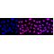 LifeSab™ Histone H3 (di methyl K4) Rabbit mAb (20 μl)