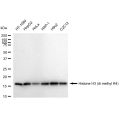 LifeSab™ Histone H3 (di methyl K4) Rabbit mAb (20 μl)