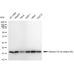 LifeSab™ Histone H3 (di methyl K4) Rabbit mAb (20 μl)