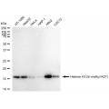 LifeSab™ Histone H3 (tri methyl K27) Rabbit mAb (20 μl)