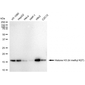 LifeSab™ Histone H3 (tri methyl K27) Rabbit mAb (20 μl)