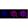 LifeSab™ Histone H3 (acetyl K23) Rabbit mAb (20 μl)