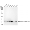 LifeSab™ Histone H3 (acetyl K23) Rabbit mAb (20 μl)