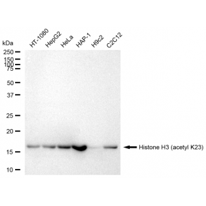 LifeSab™ Histone H3 (acetyl K23) Rabbit mAb (20 μl)