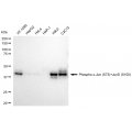 LifeSab™ Phospho-c-Jun (S73)+JunD (S100) Rabbit mAb (20 μl)