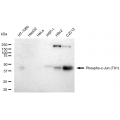 LifeSab™ Phospho-c-Jun (T91) Rabbit mAb (20 μl)