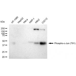 LifeSab™ Phospho-c-Jun (T91) Rabbit mAb (20 μl)