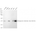 LifeSab™ Phospho-Erk1 (T202/Y204) + Erk2 (T185/Y187) Rabbit mAb (20 μl)