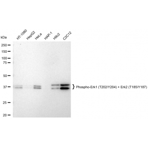 LifeSab™ Phospho-Erk1 (T202/Y204) + Erk2 (T185/Y187) Rabbit mAb (20 μl)