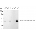 LifeSab™ Phospho-ERK1 (T202) + ERK2 (T185) Rabbit mAb (20 μl)