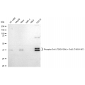 LifeSab™ Phospho-Erk1 (T202/Y204) + Erk2 (T185/Y187) Rabbit mAb (20 μl)