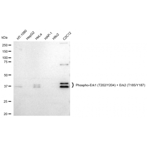 LifeSab™ Phospho-Erk1 (T202/Y204) + Erk2 (T185/Y187) Rabbit mAb (20 μl)