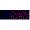 LifeSab™ MCL1 Rabbit mAb (20 μl)