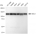 LifeSab™ MCL1 Rabbit mAb (20 μl)