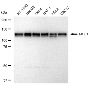 LifeSab™ MCL1 Rabbit mAb (20 μl)