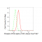 LifeSab™ Phospho-PP2A alpha (Y307) Rabbit mAb (20 μl)