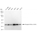 LifeSab™ Phospho-PP2A alpha (Y307) Rabbit mAb (20 μl)