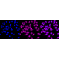 LifeSab™ RASSF2 Rabbit mAb (20 μl)