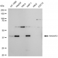 LifeSab™ RASSF2 Rabbit mAb (20 μl)