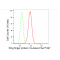 LifeSab™ RNF14 Rabbit mAb (20 μl)