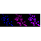 LifeSab™ RNF14 Rabbit mAb (20 μl)