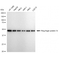 LifeSab™ RNF14 Rabbit mAb (20 μl)