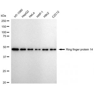 LifeSab™ RNF14 Rabbit mAb (20 μl)