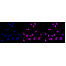 LifeSab™ SKP2 Rabbit mAb (20 μl)