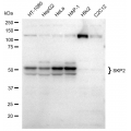 LifeSab™ SKP2 Rabbit mAb (20 μl)