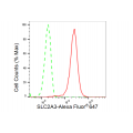 LifeSab™ SLC2A3 Rabbit mAb (20 μl)