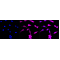 LifeSab™ SLC2A3 Rabbit mAb (20 μl)