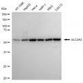 LifeSab™ SLC2A3 Rabbit mAb (20 μl)