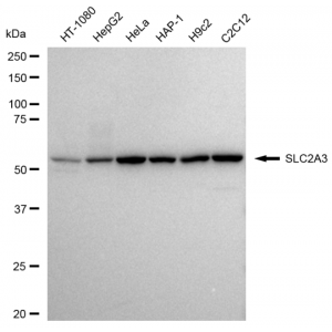 LifeSab™ SLC2A3 Rabbit mAb (20 μl)