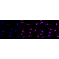 LifeSab™ Band 3/CD233 Rabbit mAb (20 μl)