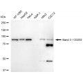 LifeSab™ Band 3/CD233 Rabbit mAb (20 μl)