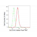 LifeSab™ SLC31A1 Rabbit mAb (20 μl)