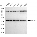 LifeSab™ SLC31A1 Rabbit mAb (20 μl)