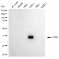 LifeSab™ SOX2 Rabbit mAb (20 μl)