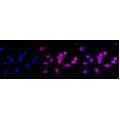 LifeSab™ SPOP Rabbit mAb (20 μl)